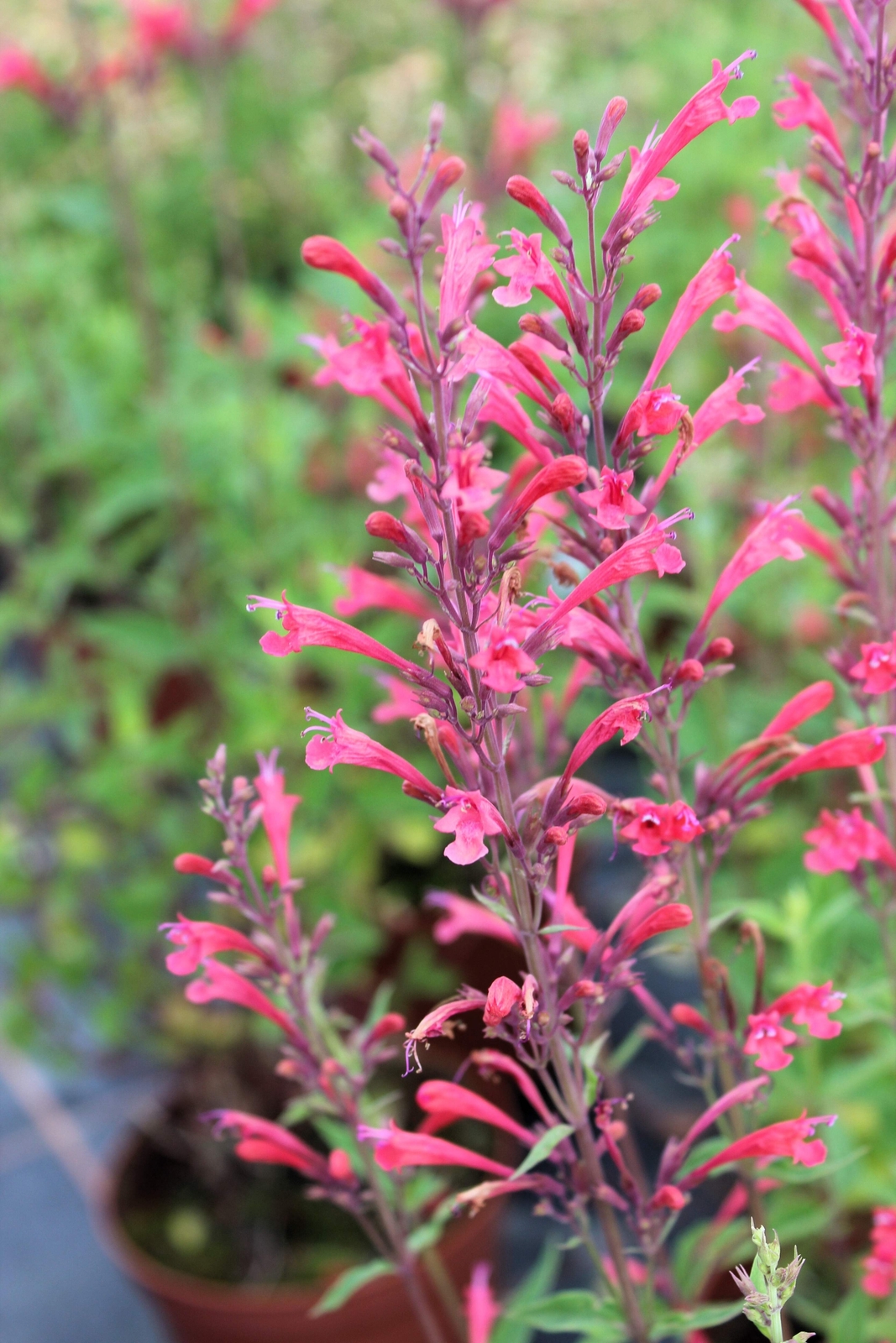 30 RED AGASTACHE ‘HEATHER QUEEN’ Hummingbrid Mint Hyssop Flower Herb Seeds