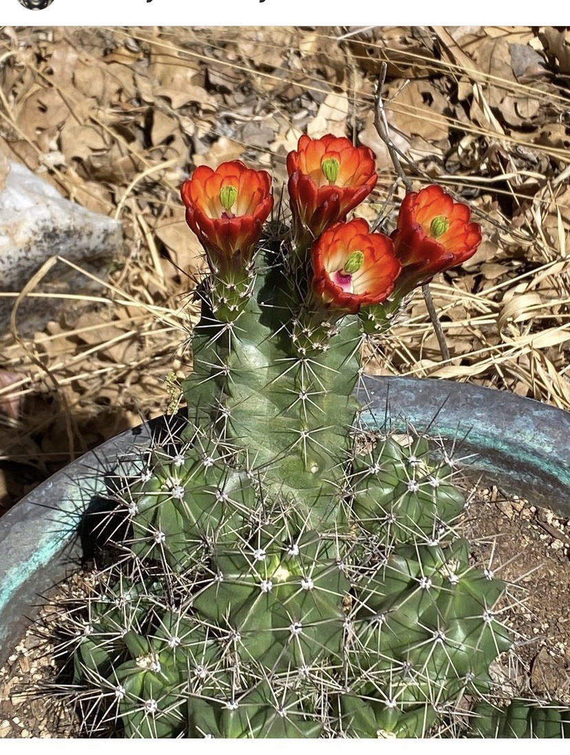 Echinocereus Coccineus Scarlet Hedgehog Cactus Claret Cup Bare Root Cold Hardy