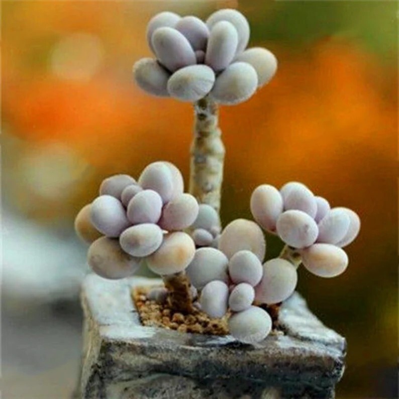 Mixed Succulent Plant Seeds , 50pcs/pack
