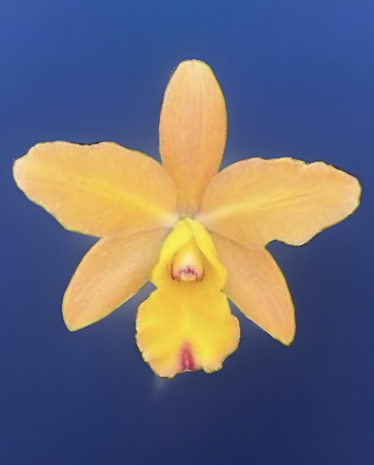 Cattlianthe Gold Digger X C. Pirika Sunset Orange Yellow Orchid Eros Hybrid 6”
