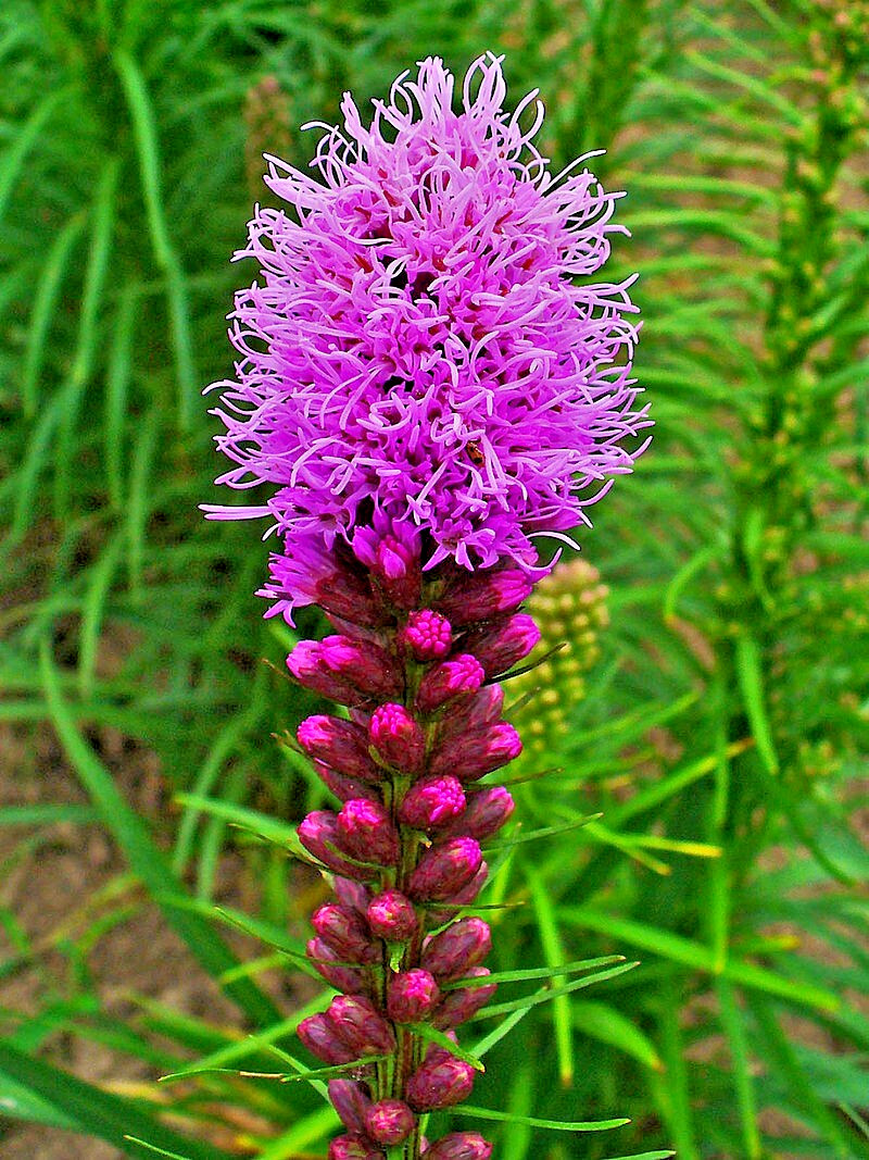 LIATRIS SPIKATA 101 SEEDS, PURPLE, A FEW WHITE, BLAZING STAR, GAYFEATHER