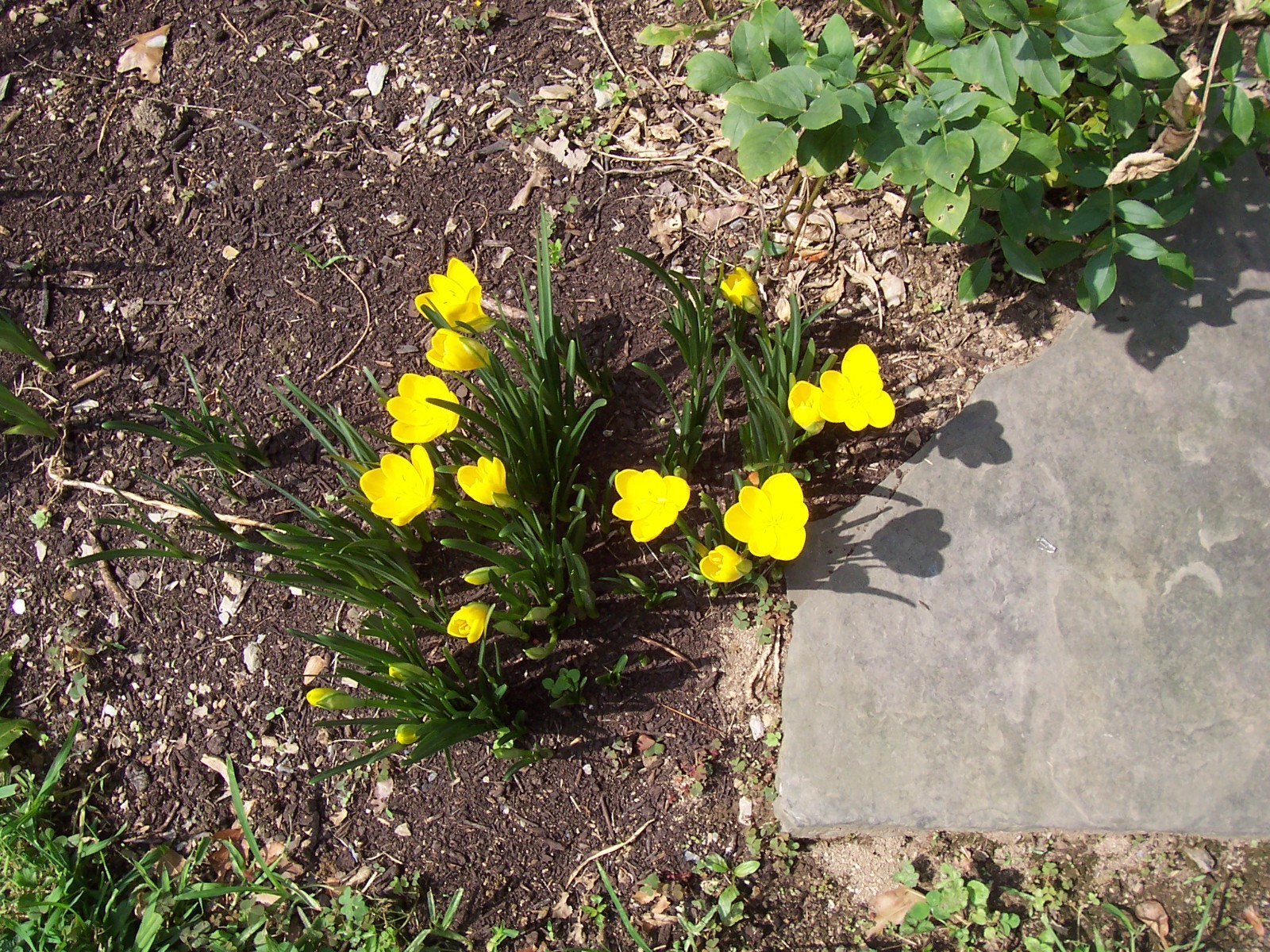 10 LARGE Fall Blooming Crocus Bulbs Autumn Daffodil Sternbergia Lutea Live Plant