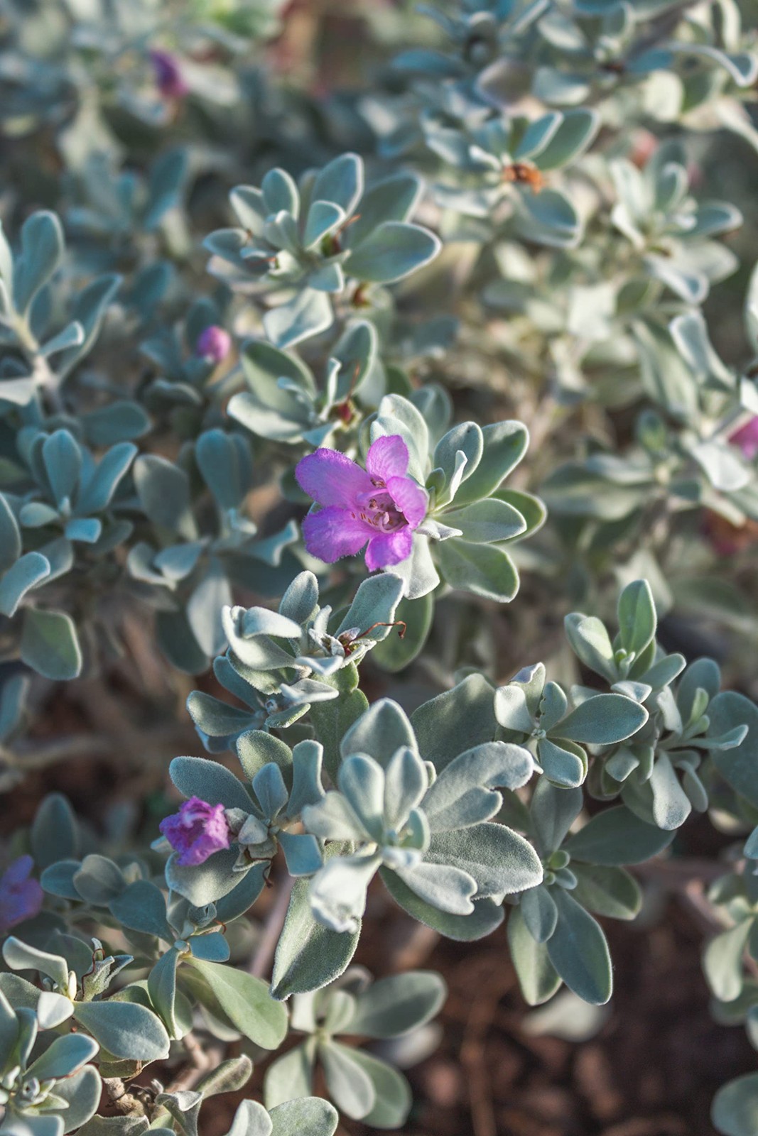 1G Silverado Sage Plant Shrubs Live In Planters For Outdoor Plants Live Live