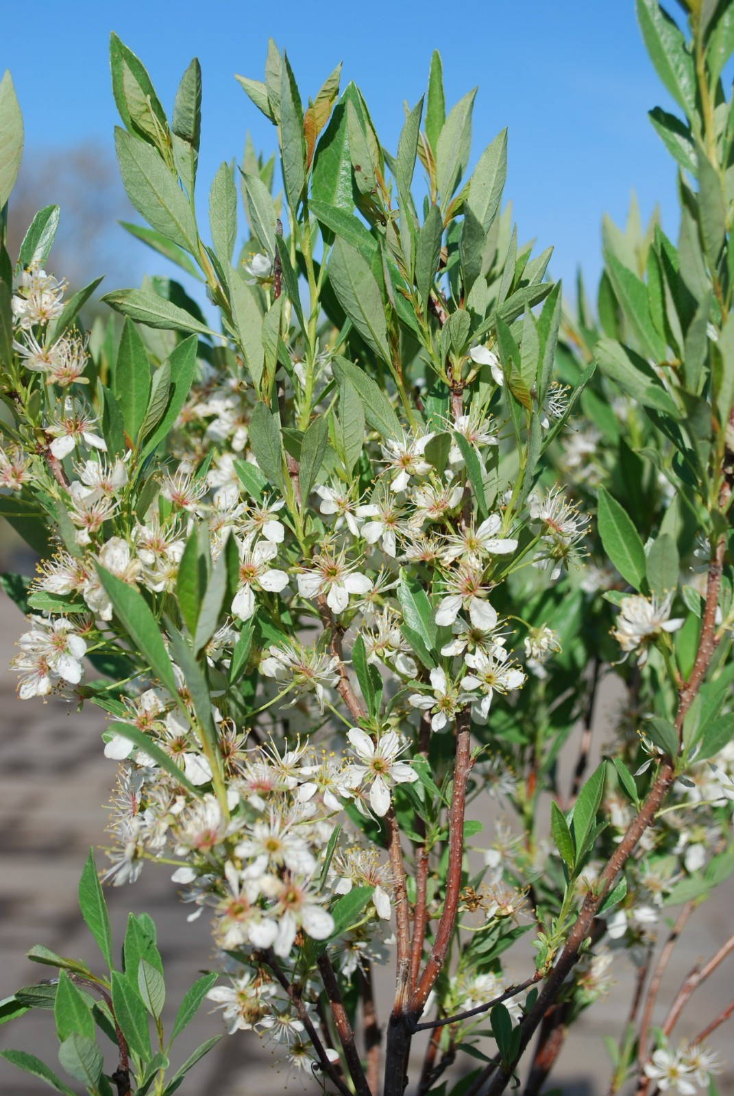 1 Hansens bush cherry, rooted plant, Zones 2-8 self pollinat