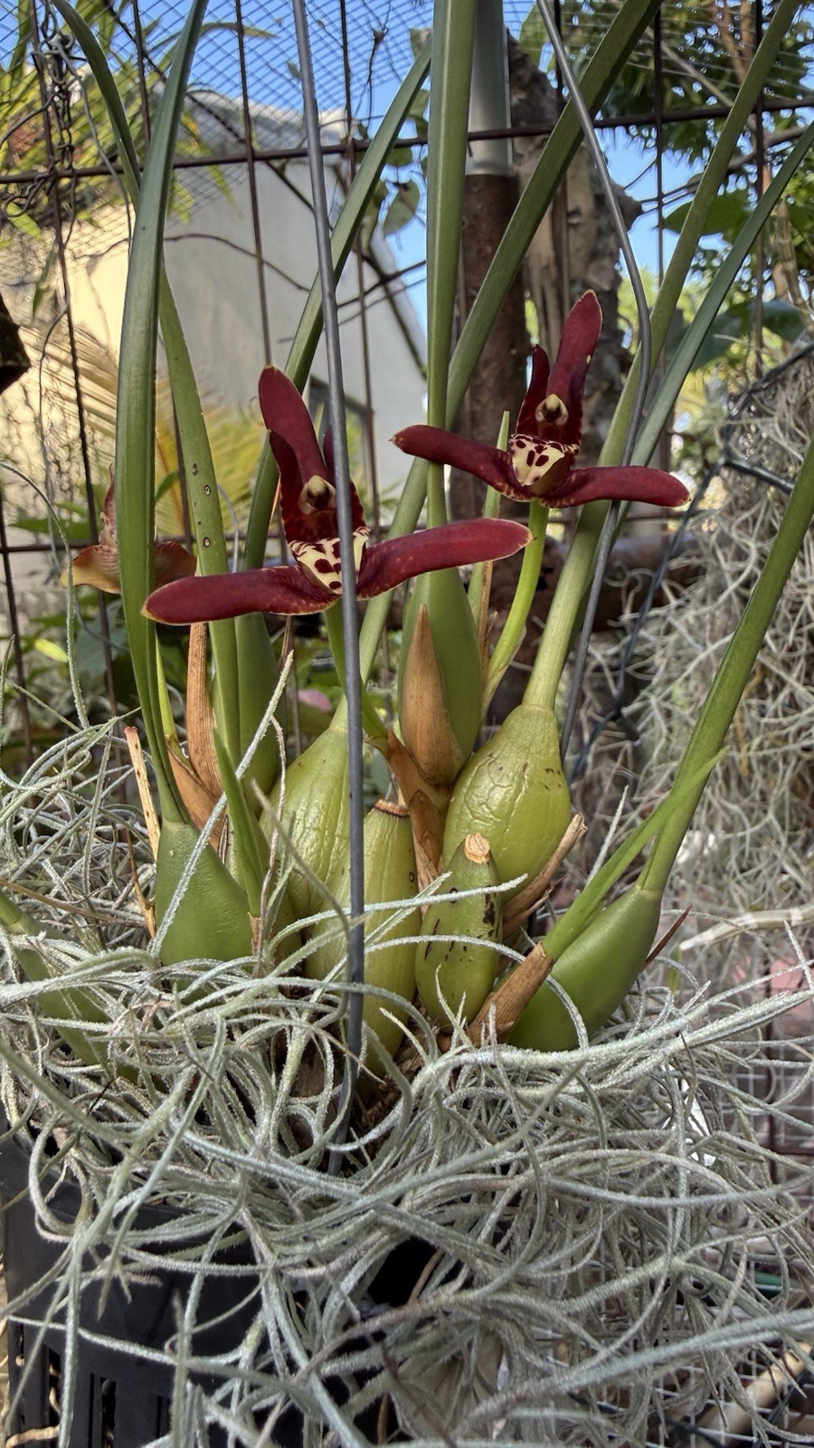 Maxillaria Tenuifolia Orchids, Smells Like Coconut , Red/purple