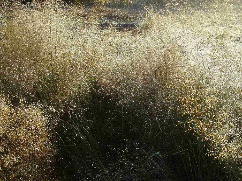 SAND LOVEGRASS Eragrostis Trichoides – 100+ SEEDS