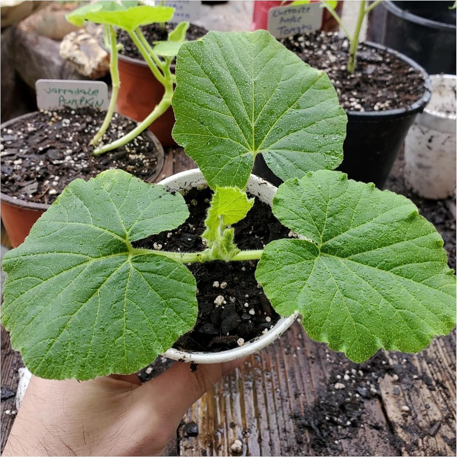Seed Needs Spooky Blend Pumpkin Seeds – 30 Heirloom for Planting Mixed