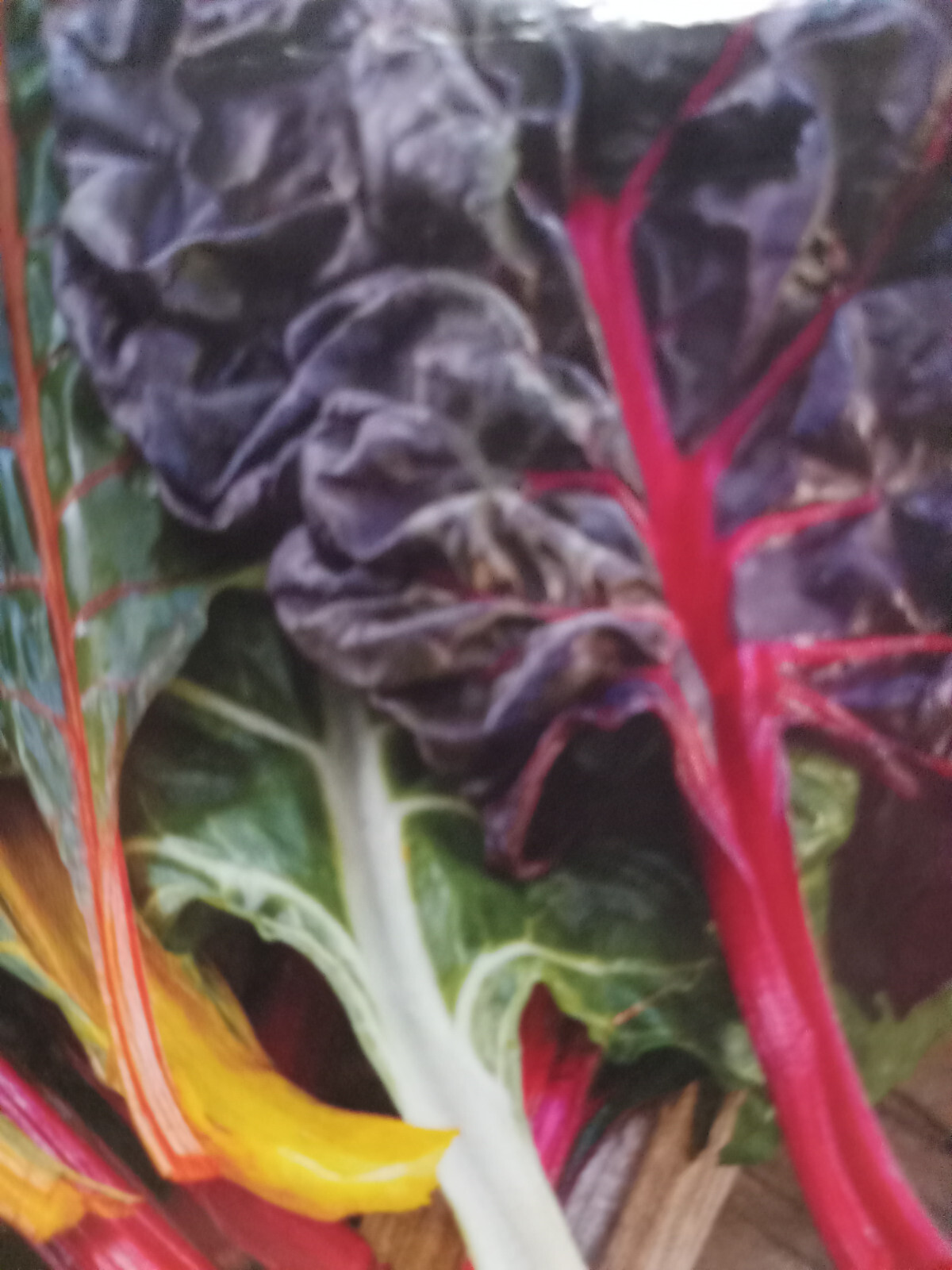 Premium Rainbow Swiss Chard -Fresh Organic Heirloom Seeds Beautiful & Delicious