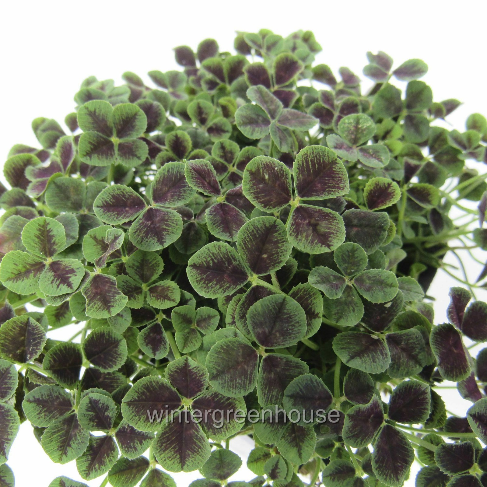 Trifolium repens Atropurpureum, Dutch Clover, Container Size: 3″ (2.6×3.5″)