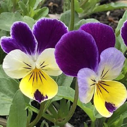 2,500 Johnny Jump Up Viola Flower Seeds Organic Non-GMO Purple and Yellow Flower