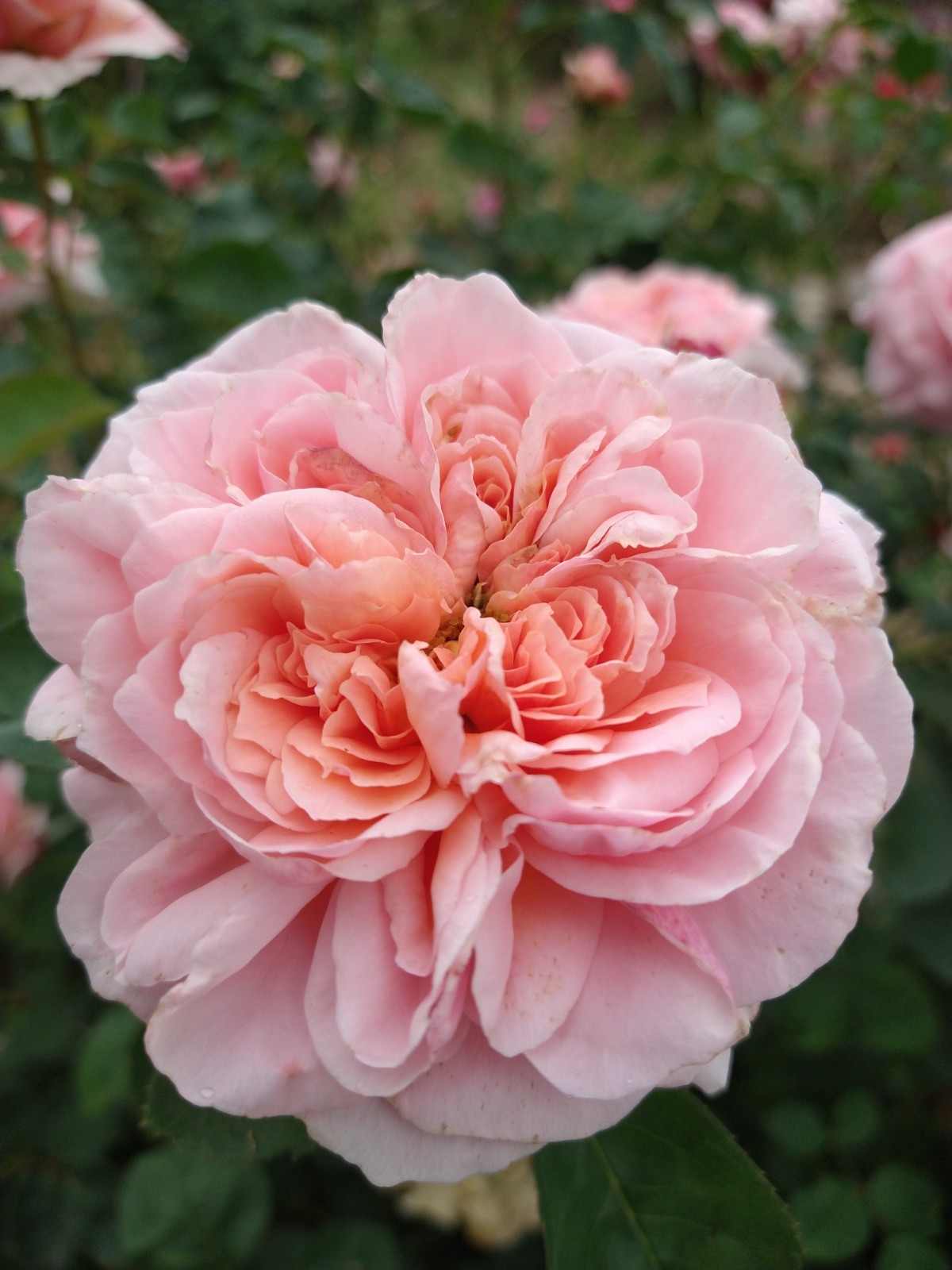 AUSap English Live Rose Live Plant Own- Root 6″ Deep Pot