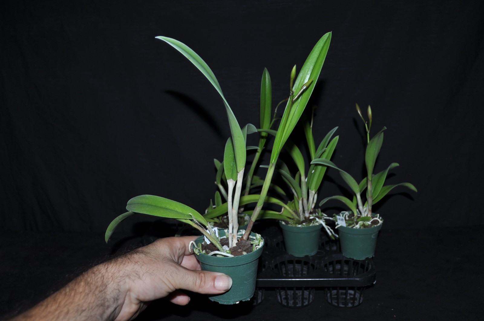 BC. Richard Mueller 4N x Cattleya orchidglade very nice plants all in spike!!!