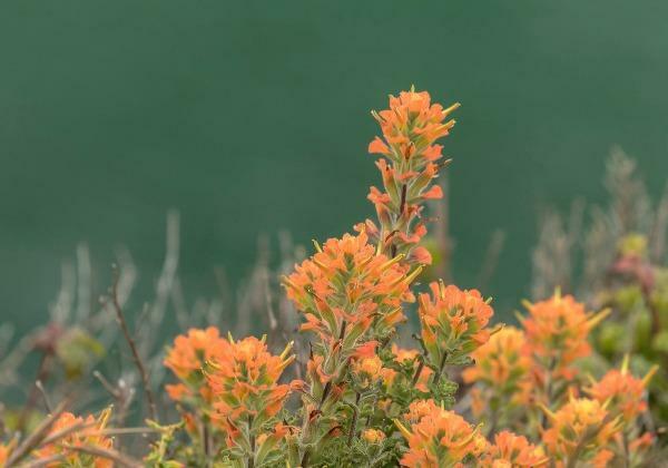 Castilleja latifolia | Monterey Indian Paintbrush | 10 Seeds