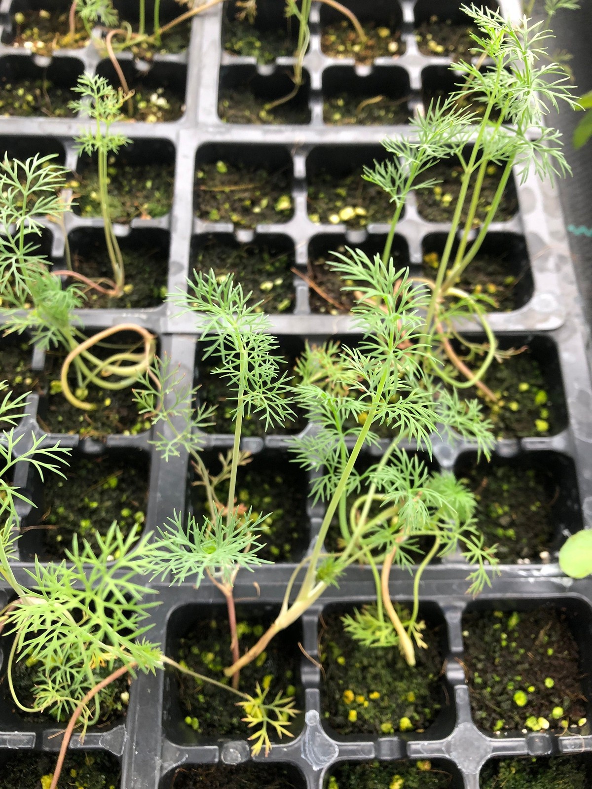 Dill Live Plant – Seedlings/Plugs and Plants – 3″- 12″ tall – 30-60 days