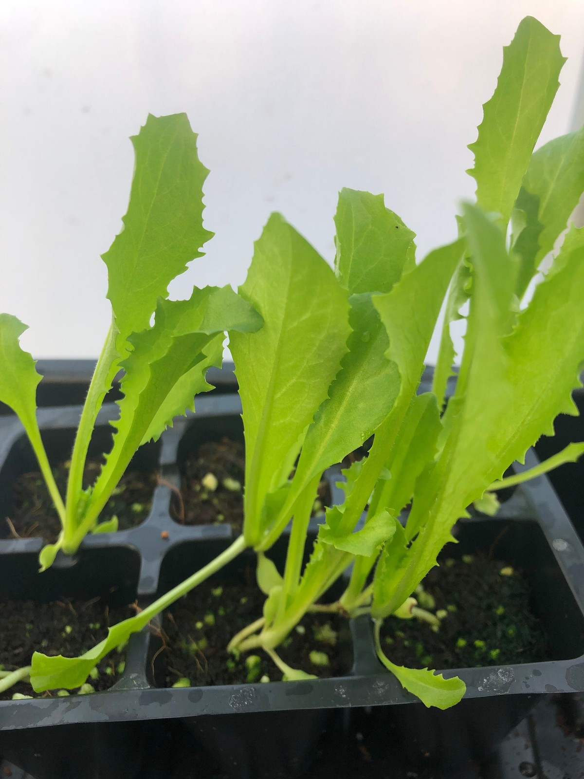 Endives Live Plant – Seedlings/Plugs and Plants – 3″- 12″ tall – 30-60+ days old