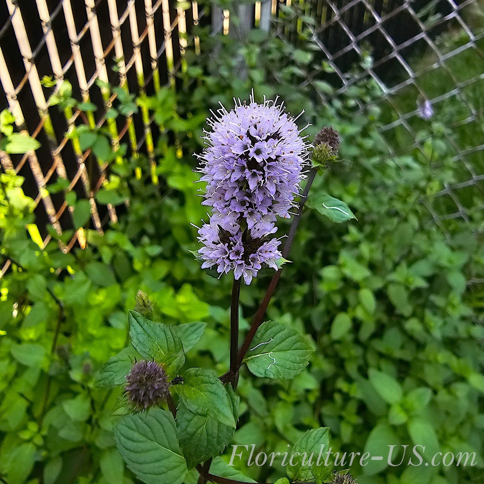 Mentha – Spearmint & Peppermint, Live Mint, Unrooted Cuttings, Herb