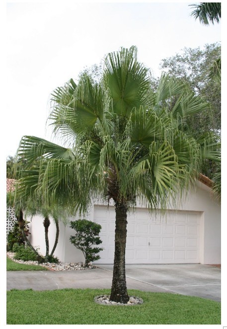 FAN PALM, 2 to 4 inch – MICHIGAN GROWN! Organic, Non-GMO, Easy Growing