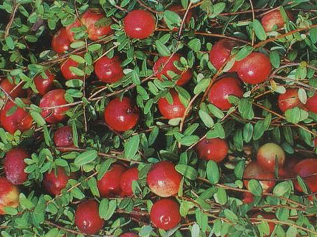 American Cranberry, Vaccinium macrocarpon, Seeds (Edible, Hardy, Fall Color)