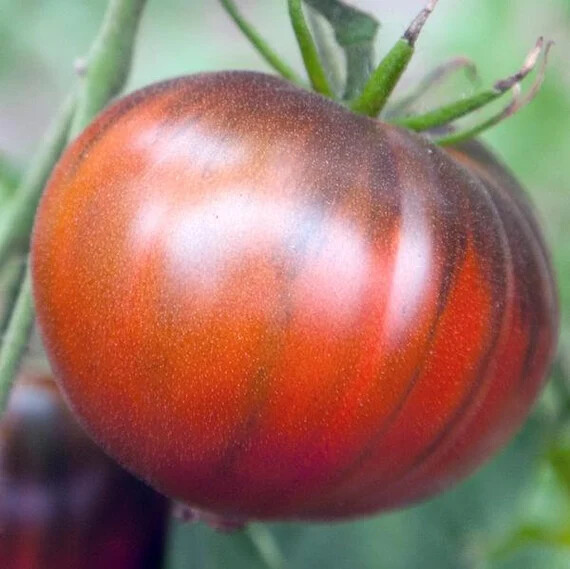 Black Sea Man Tomato Seeds | Non-GMO | Free Shipping | Seed Store | 1289