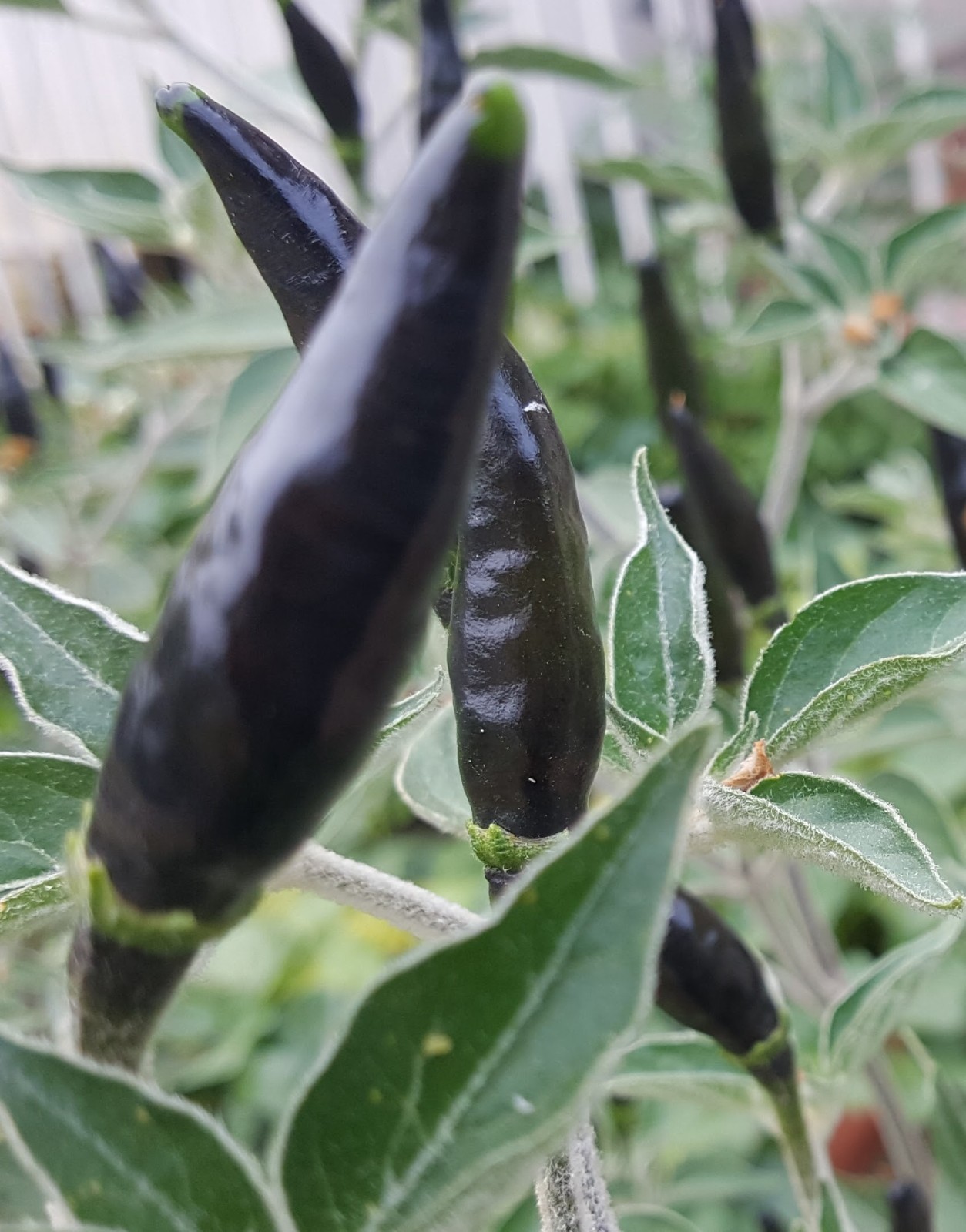 30 black pepper seeds