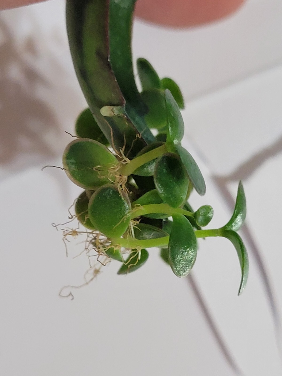 Kalanchoe Mother of Thousands Pups (2024) Six Baby Plantlets Pups Ready to Grow