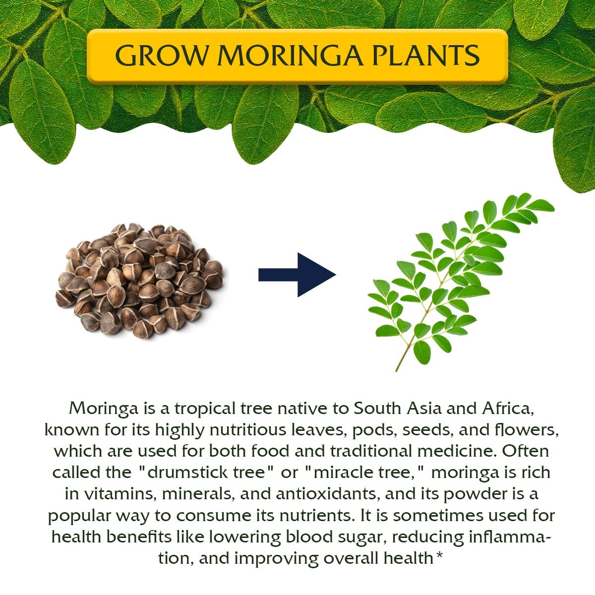 Moringa Oleifera Seeds for planting, Edible Excellent Germination Grade PKM1