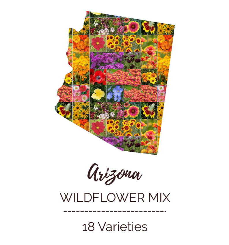 Wildflower ARIZONA State Flower Mix Perennials & Annuals Non-GMO 1000 Seeds!