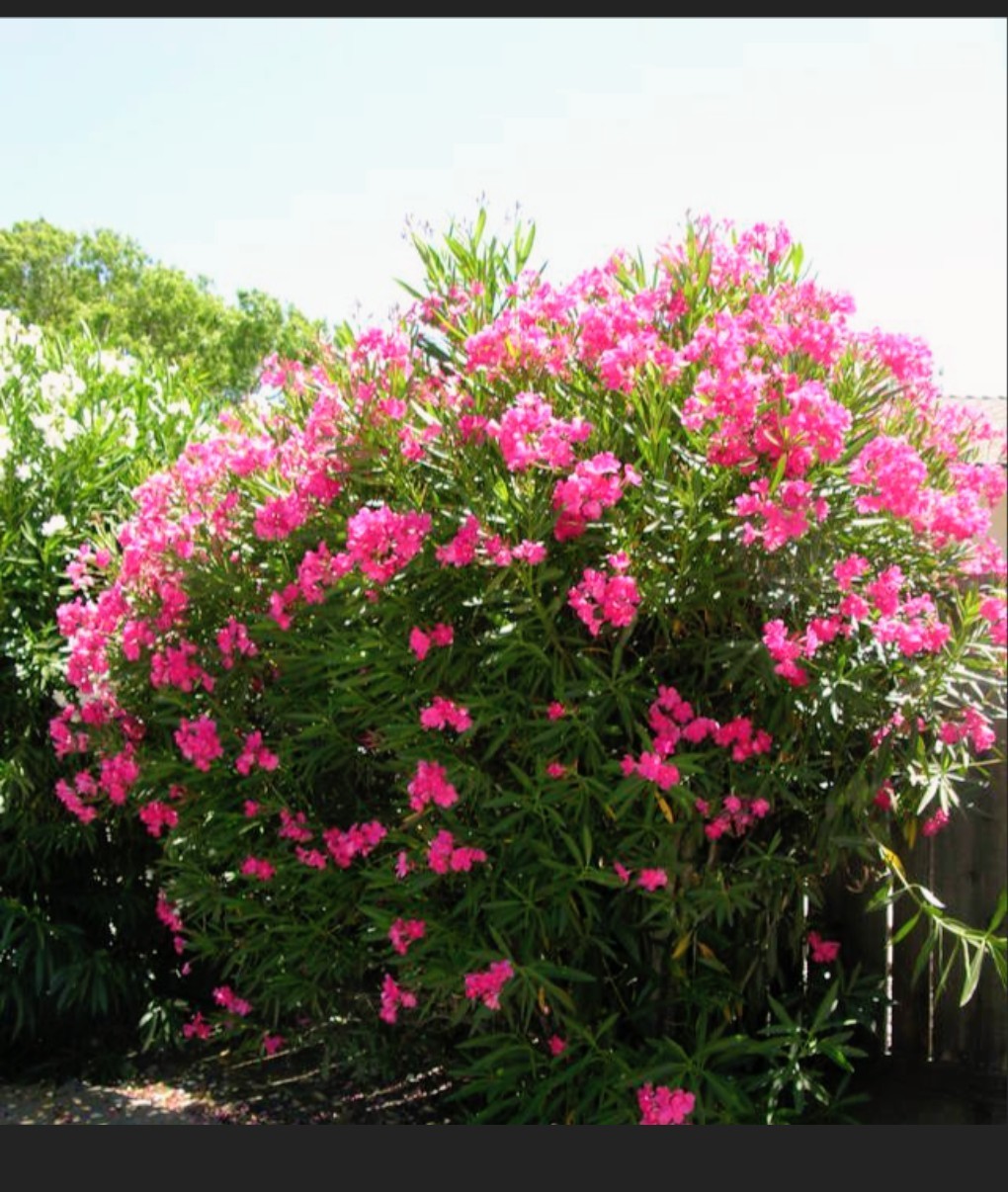 50 Hot Pink Oleander Seeds . Easy To Grow!!