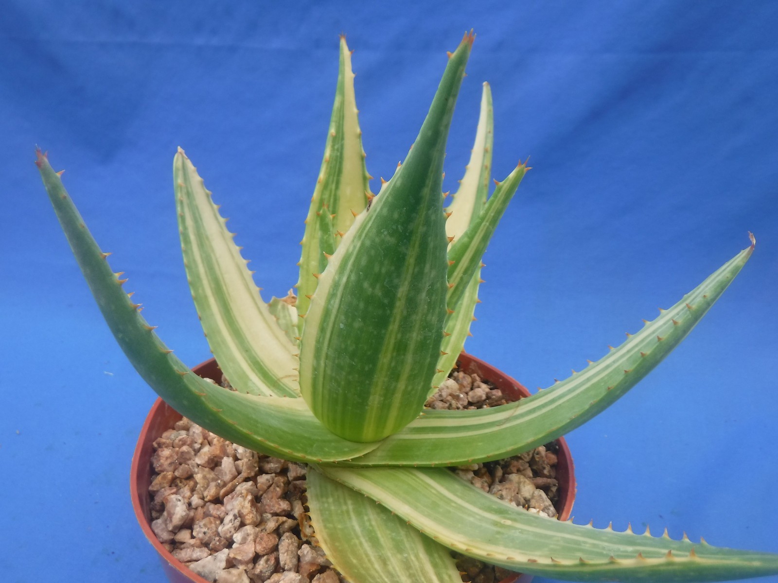 Aloe “Tiger Taffy” VARIEGATED! Hybrid! Very Easy to Grow 9″ Wide 6″ Pot Size V1