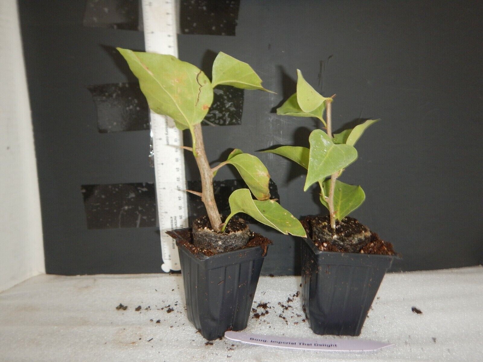 **GOLD** Bougainvillea**Small Well Rooted Starter Plant~VERY RARE & HTF