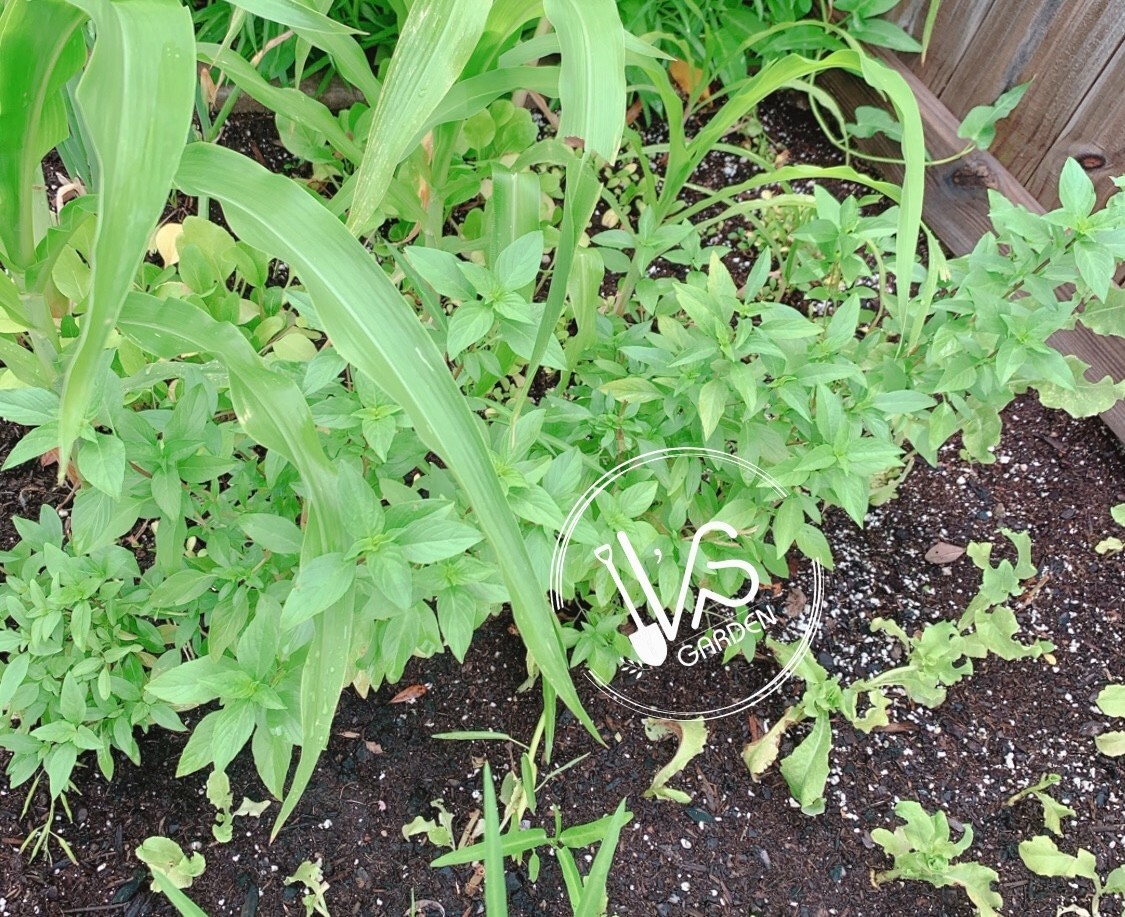 500+PCS THAI BASIL, OCIMUM BASILICUM SEEDS, HẠT HÚNG QUẾ | 90% GERMINATION |
