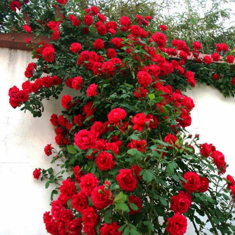 300+Mixed Climbing Rose Rosa Seeds for Planting Outdoors -Heirloom Garden red