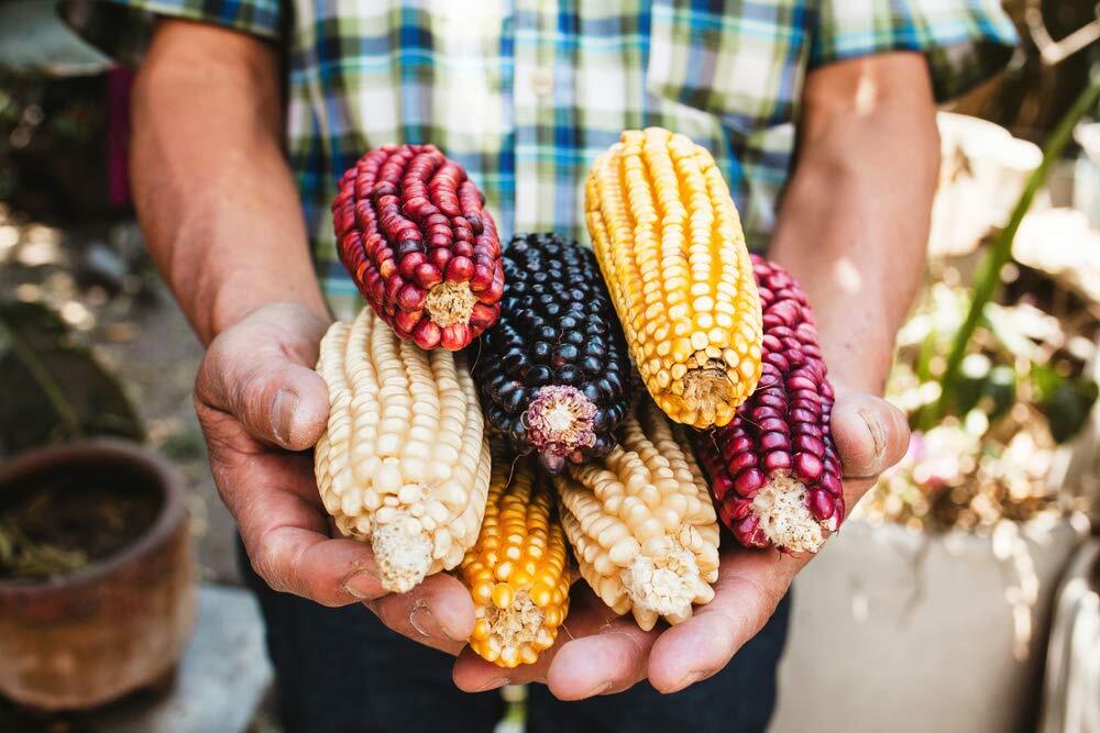 Exotic Maize Mix – 30 Seeds to Plant – Blue, Red, White, Yellow. Rainbow Colors.