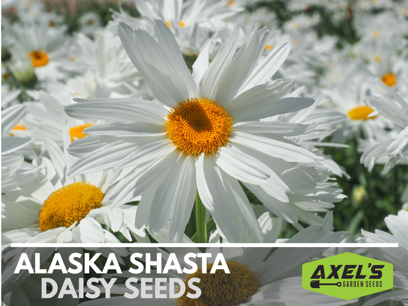 Alaska Shasta Daisy Seeds | Non-GMO | Heirloom | 2nd Year Maturity Perennial