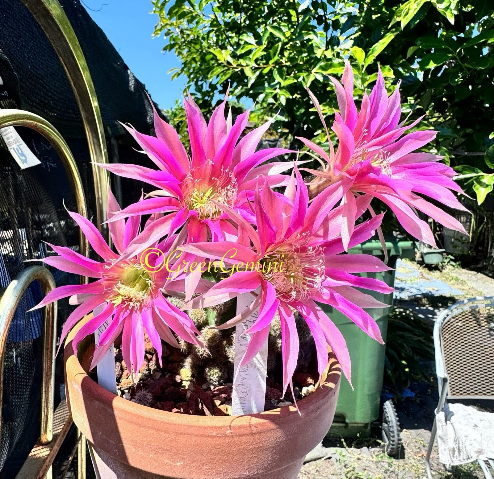 BOURNE SPIDER Echinopsis Hybrids Rooted Plants Cactus Succulent