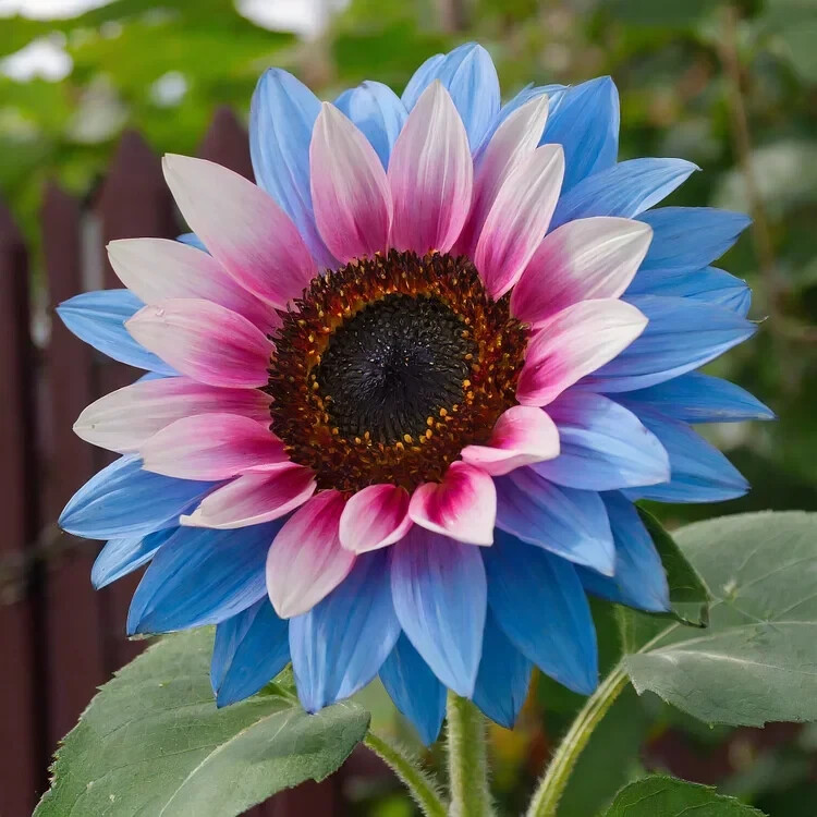 50 PCS Twin-Blossom Blue Over Pink Sunflower Seeds