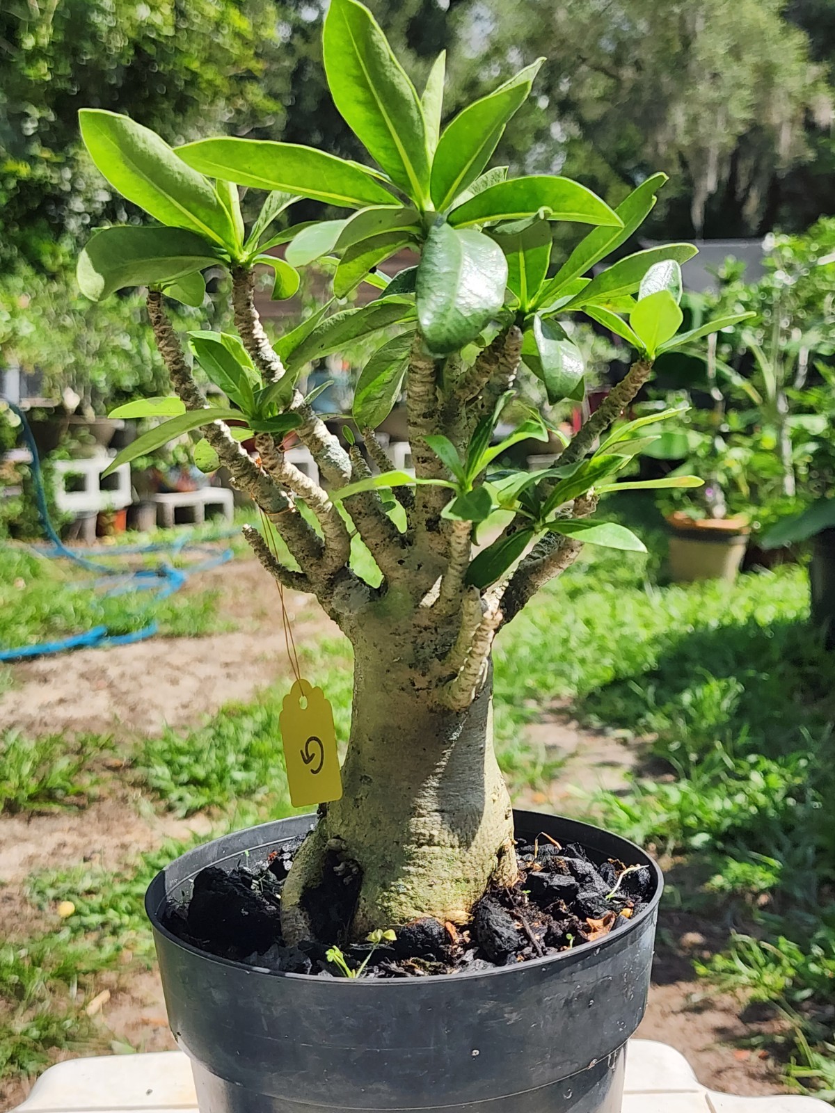 #.G.. Adenium THAI SOKO Desert Rose… big foot ..Plant perfect for bonsai