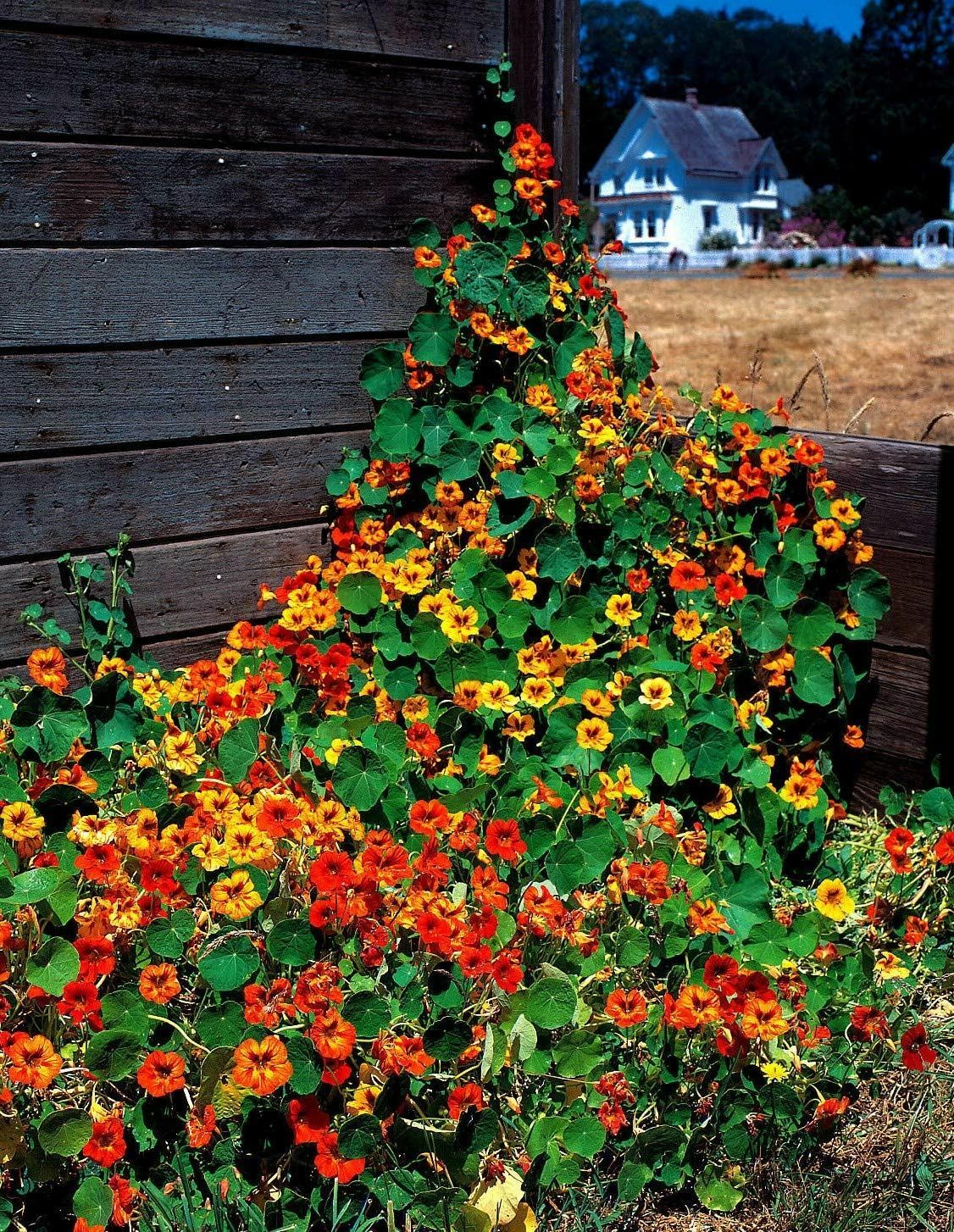 Nasturtium Tall Mix Flower Seeds, “COOL BEANS N SPROUTS” Brand