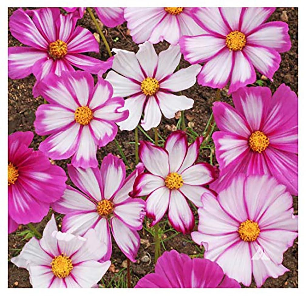 Cosmos Flower Seeds Mix 11 Varieties, Long Bloom, Easy to Grow
