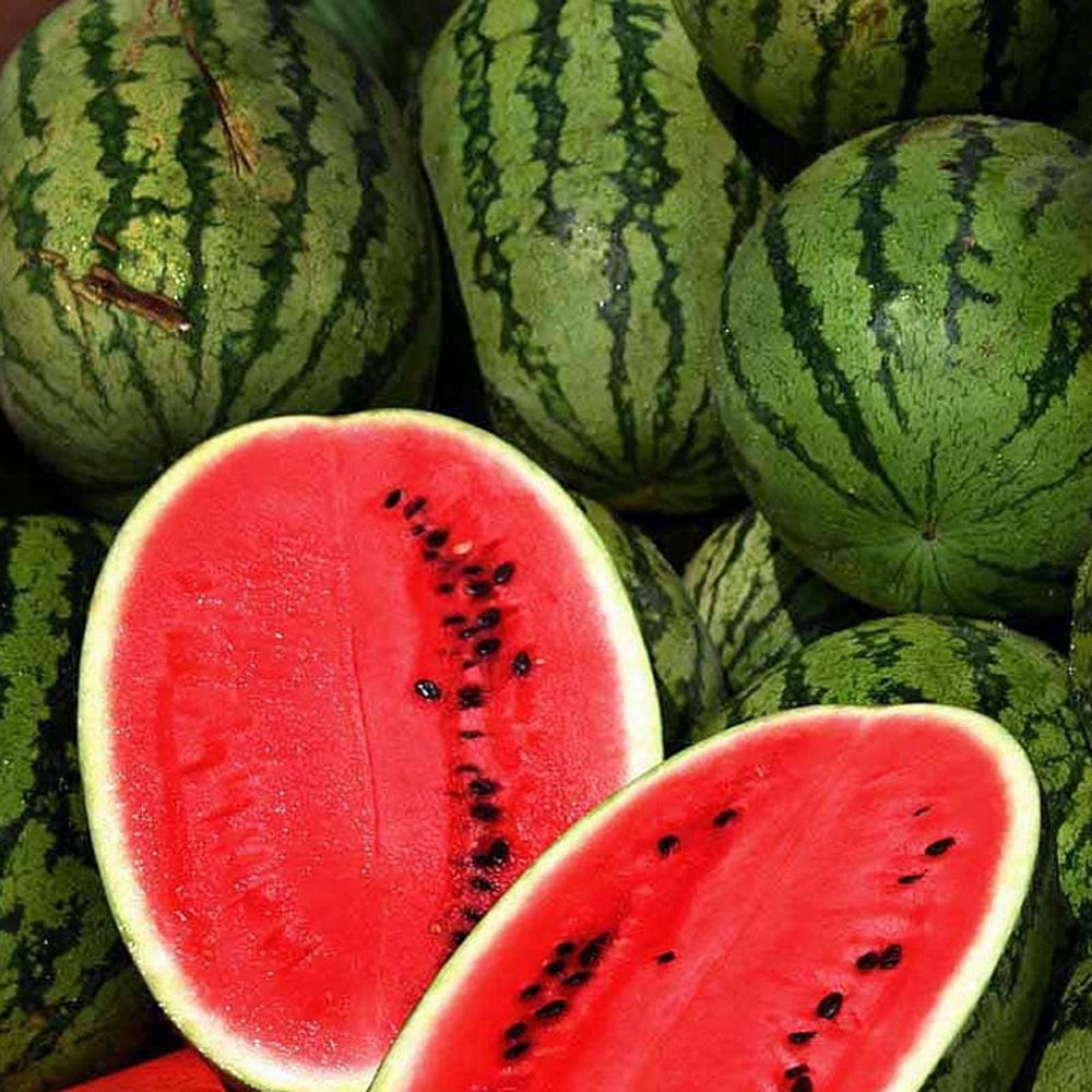Orangeglo Watermelon Seed. 10 Seeds Free Shipping!