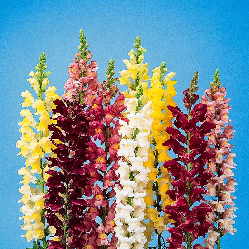 6000+ Snapdragon Tall Mix Seeds – Tall Flower ———– BRIGHT MIXED COLORS