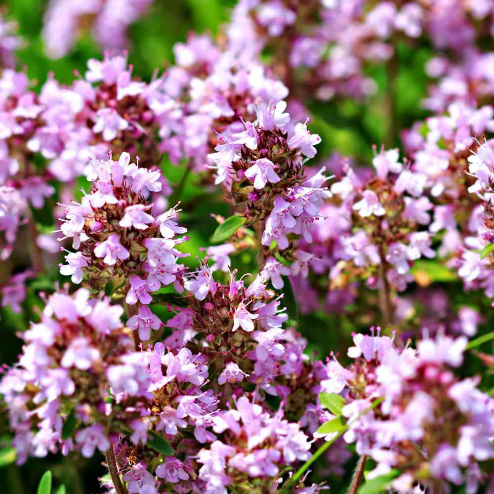 Creeping Thyme WILD Groundcover Perennial Purple Fragrant Bees Non-GMO 500 Seeds