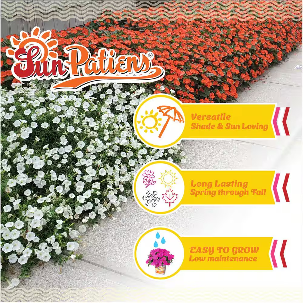 2.5 In. Vigorous Lavender Splash Sunpatiens Impatiens Outdoor Annual Plant with