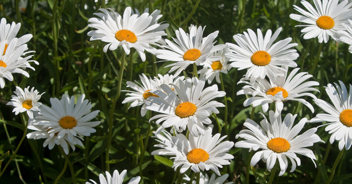 Roman Chamomile Seeds 1000+ Herb Medicinal Fragrant Groundcover PERENNIAL