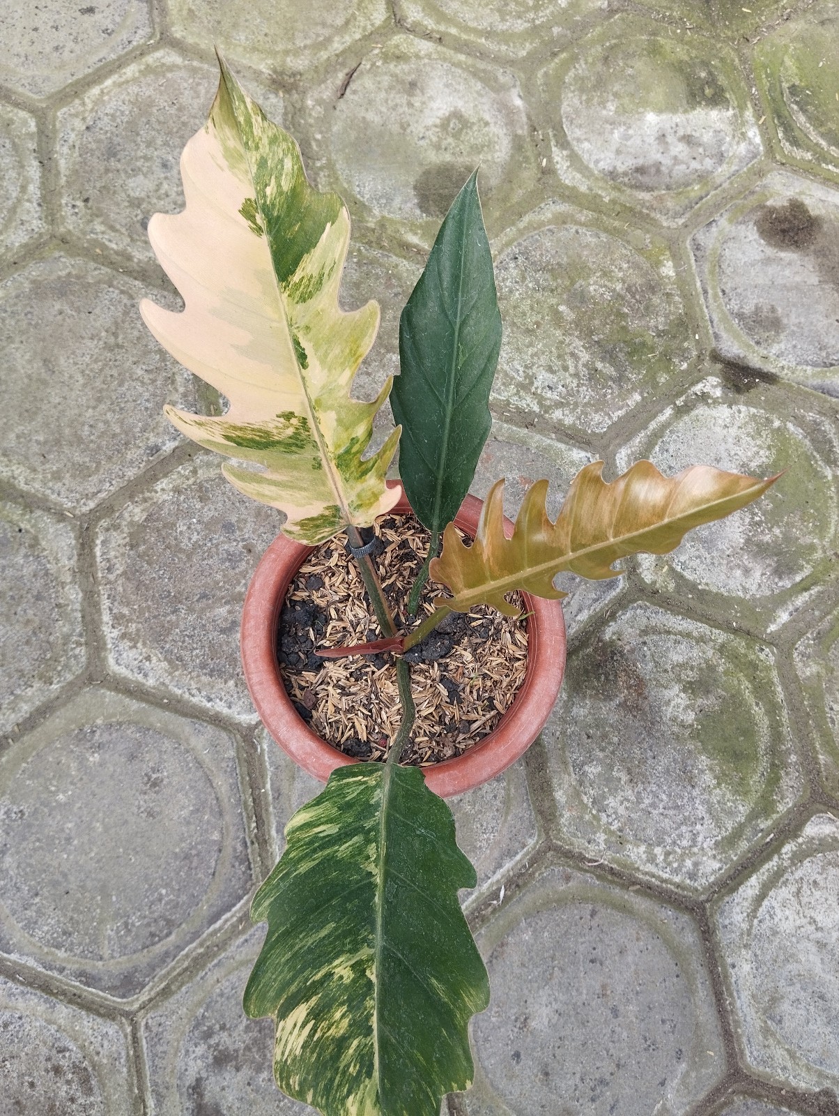 Philodendron Caramel Marble Variegated Real Photo Free Phitosanytary