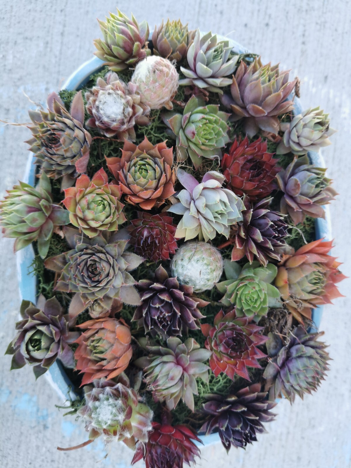 Succulents 9 varieties Hen and Chick Sempervivum Indoor Outdoor Cold Hardy