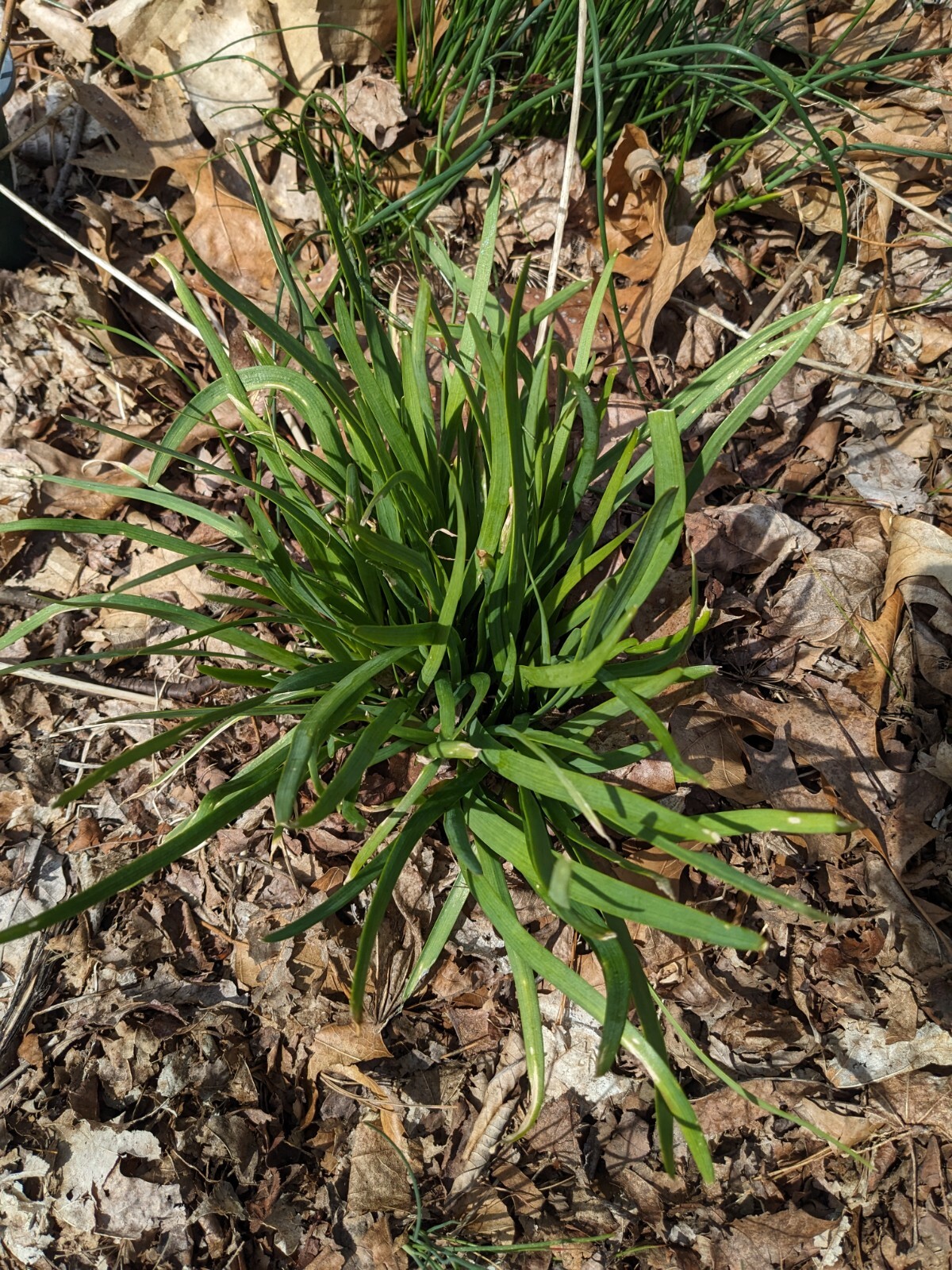 15 Organic Garlic Chives Bare Roots Hardy Perennial Herb – Flavorful