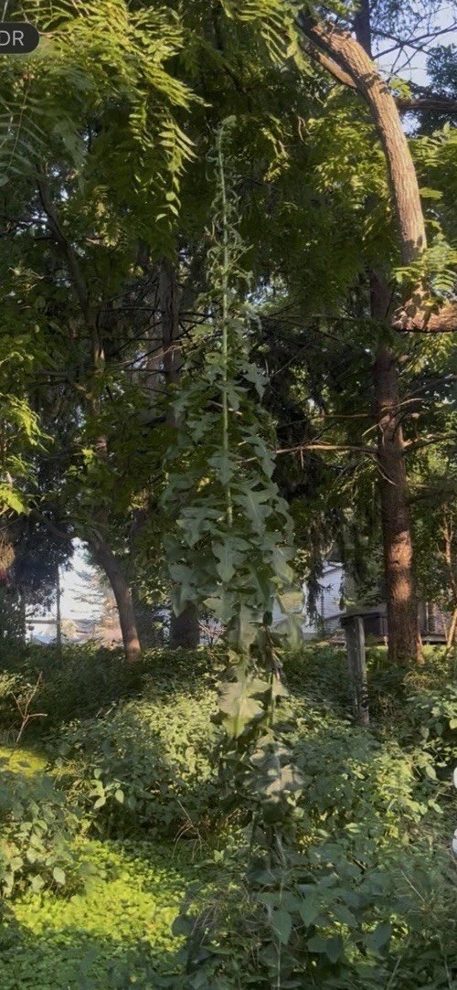 Wild lettuce – Native American Plant Seeds – Extra Tall Hedge And Forage!