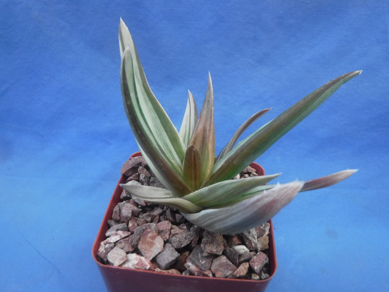 Aloe ‘Walmsley’s Bronze’ Starter Plants 2″-3″ Wide VARIEGATED! BRONZE in Sun!