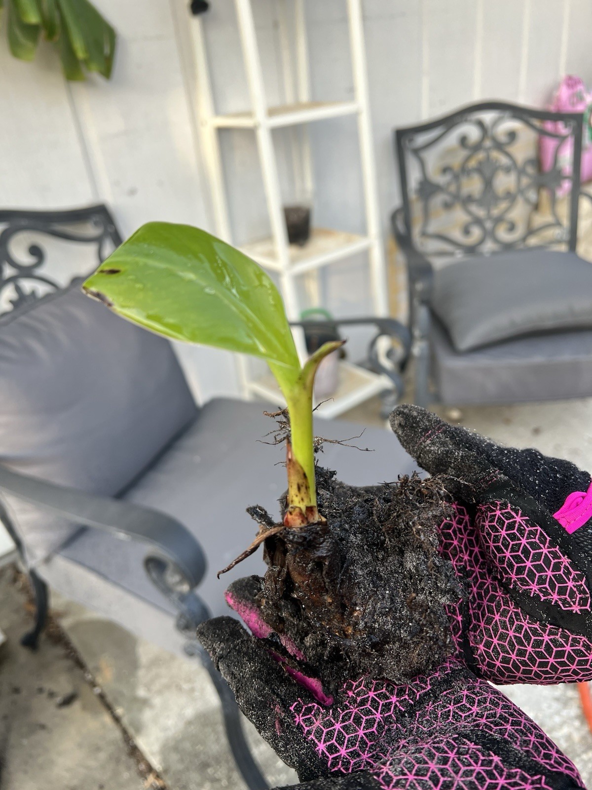 Live Burro Plantain Pups Potted Or with Rootball and Corm 10 Inch Tall Plant